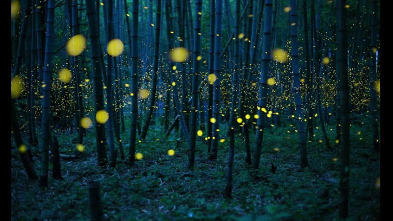 Image: Kei Nomiyama / Sony World Photography Award